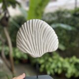 Rustic White Coral Shell Tabletop Accent
