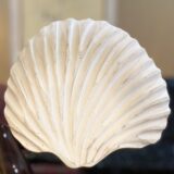 Rustic White Coral Shell Tabletop Accent - Image 4