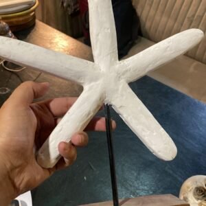 Starfish Wonder
